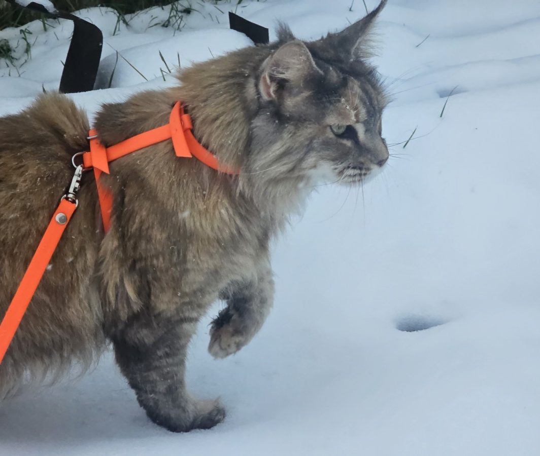 Saugios oranžinės petnešos katėms (komplektas)