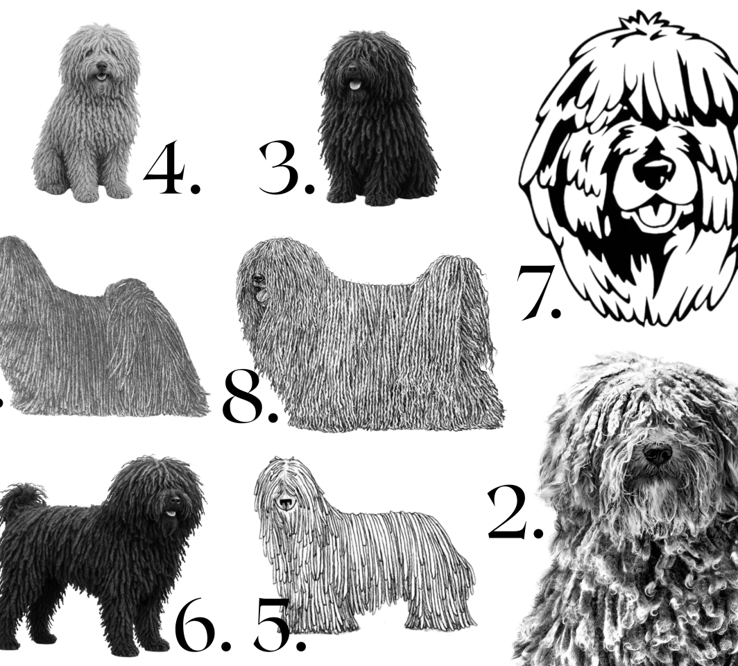 Raktų pakabukai su graviruotu Puli piešiniu