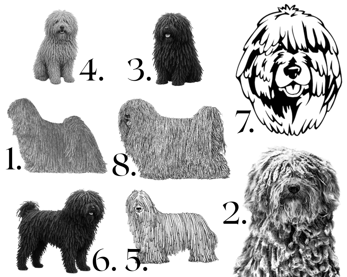 Raktų pakabukai su graviruotu Puli piešiniu