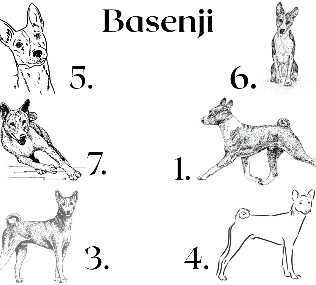 Raktų pakabukai su graviruotu basenji piešiniu